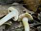Tavaszi rétgomba (Agrocybe praecox), Pilis